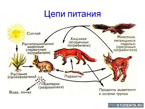 Растения как источник питания для животных