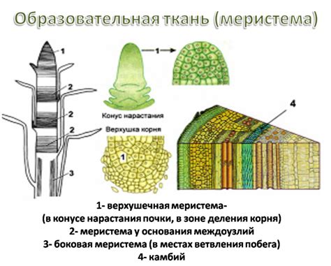 Растительные виды, выбираемые гусеницей