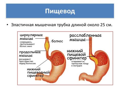 Растяжение пищевода и пищеводный спазм