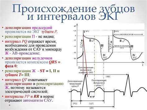 Расшифровка сегментов и интервалов: что они говорят о сердечной работе