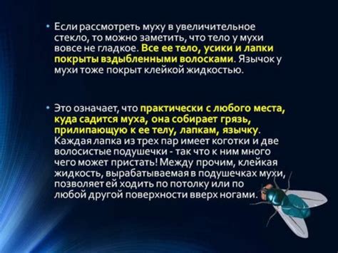 Расшифровка символики на примере сновидения о мухах и мясе