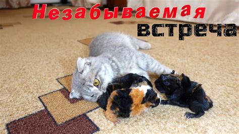 Реакция на встречу