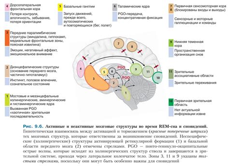 Реалистичность восприятия: причины сильных ощущений во время сновидений