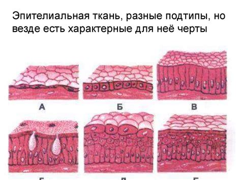 Регенеративные способности чешуйек плоского эпителия без ядер