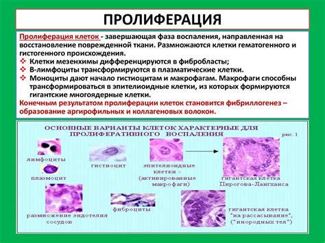 Регенерация эпителия цервикального канала пласты