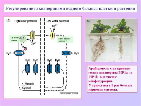 Регулирование водного баланса клетки