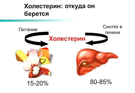 Регулирует уровень холестерина