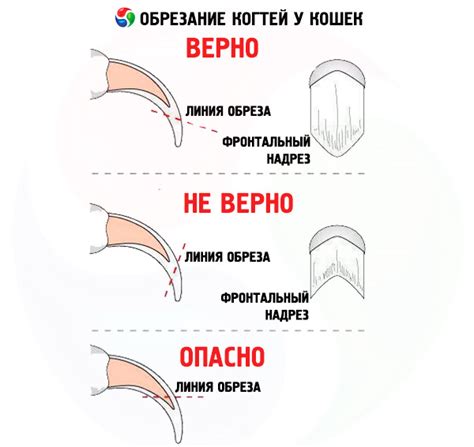 Регулярное обрезание когтей