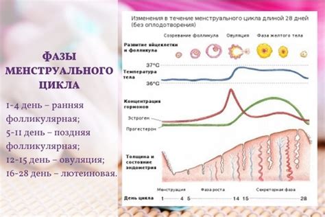 Регулярность месячных и гормональный фон