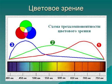 Регулярные паузы