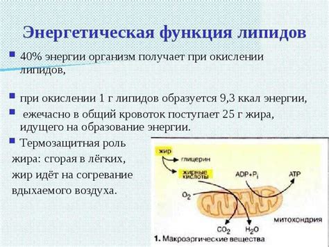 Регуляторная функция липидов: роль в организме