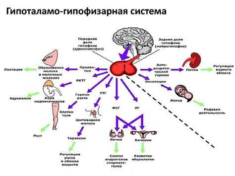 Регуляция ГСПГ гормона в организме