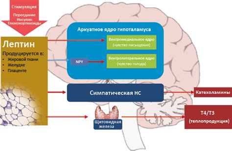 Регуляция аппетита и ее нарушения