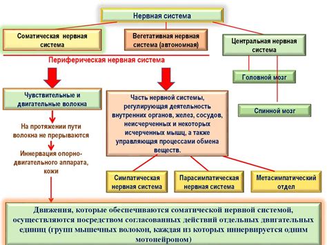 Регуляция внутренних органов и систем