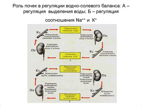 Регуляция водно-солевого баланса