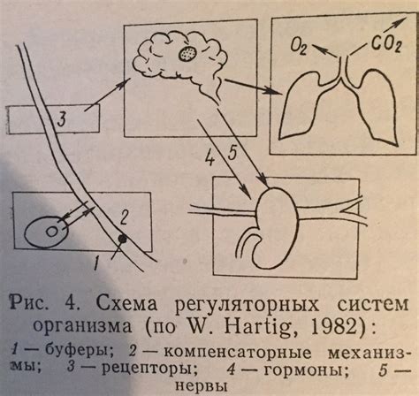 Регуляция водно-электролитного баланса