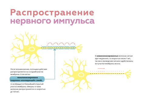 Регуляция и модуляция нервного импульса