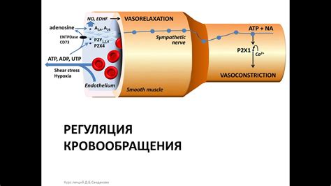 Регуляция кровотока