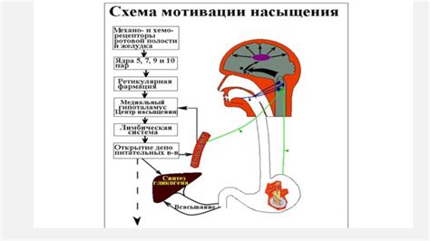 Регуляция настроения и аппетита