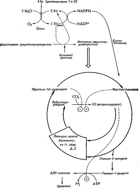 Регуляция обмена веществ и фотосинтеза