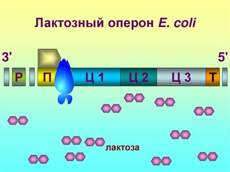 Регуляция процесса синтеза белков