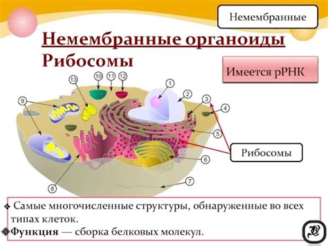 Регуляция размера и численности органоидов одной мембраны