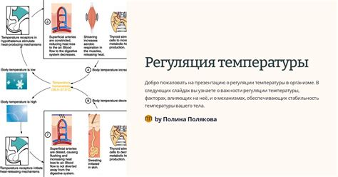 Регуляция температуры: работа организма