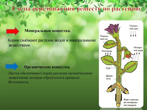 Регуляция тургорного давления при пересаживании растений