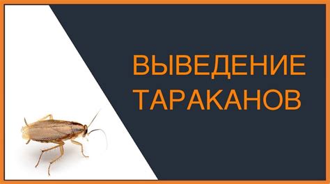 Рекомендации по применению Випратокса или Випросала для решения проблем с насекомыми