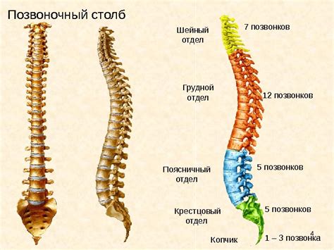 Рентген нарушение статики: симптомы и последствия