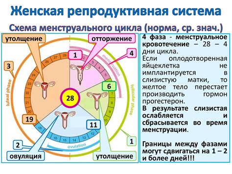 Репродуктивная система и ее функции