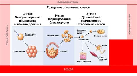 Репродуктивные клетки: понятие и виды