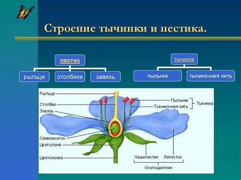 Репродуктивные семена: определение и значение