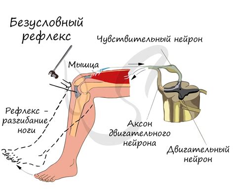 Рефлексы: закидывание головы как один из рефлексов