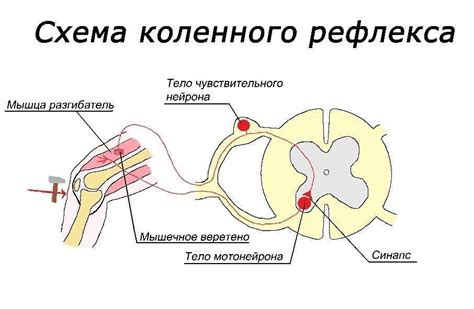 Рефлекс зевоты