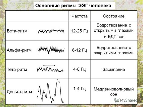 Ритм сна и бодрствования у мелких меховых пёсиков