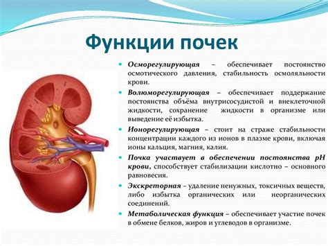 Ролевая функция пота у человека