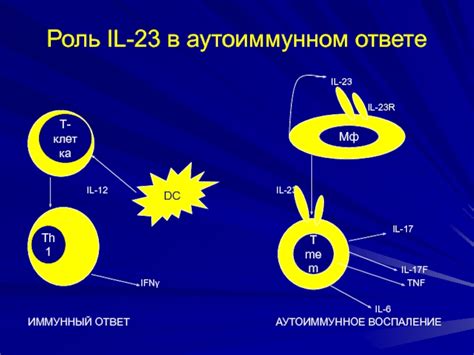 Ролевые клетки в аутоиммунном ответе