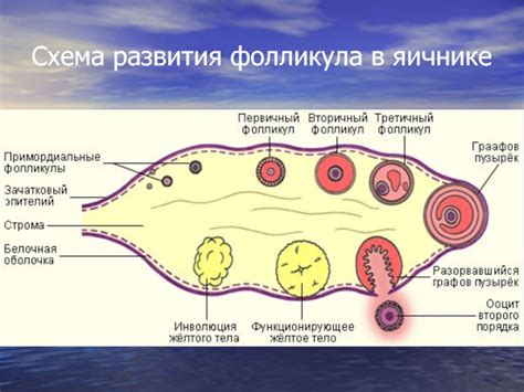 Ролевые особенности фолликула в организме