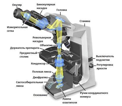 Роли микроскопа в гистологических исследованиях