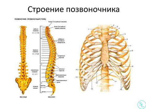 Роли мышц кора в поддержании осанки и равновесия