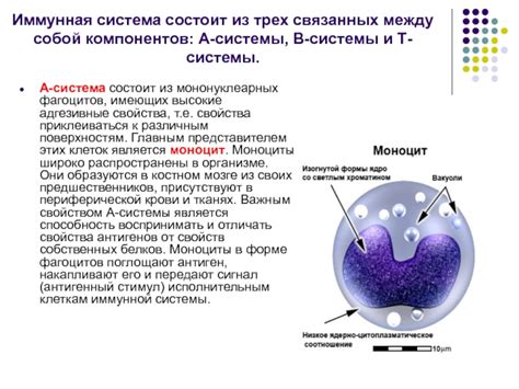 Роли фагоцитов в иммунной системе