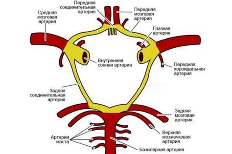 Роль Виллизиева круга в организме