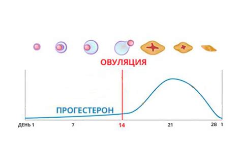 Роль ГСГ гормона в организме женщин