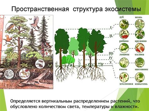 Роль Земли в экологической сети