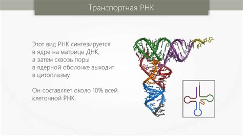 Роль РНК 150 в заболеваниях