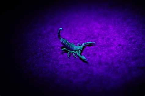 Роль агрессии скорпиона во сновидении