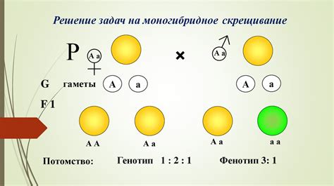 Роль аллельных пар в наследовании