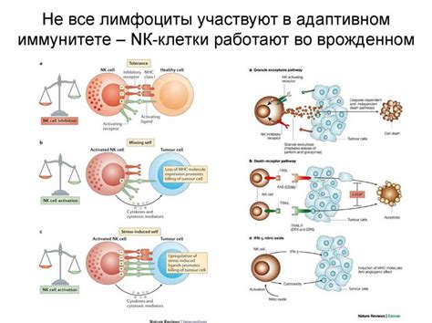 Роль асата в функционировании иммунной системы