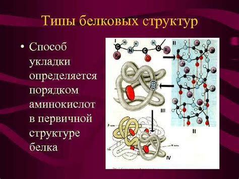 Роль белковых структур в сжатии клетки